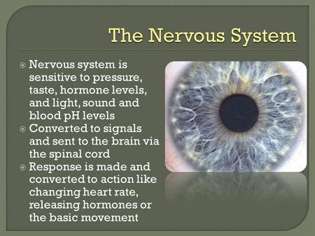  Nervous system is sensitive to pressure, taste, hormone levels, and light, sound and blood pH levels  Converted to signals and sent to the brain via.