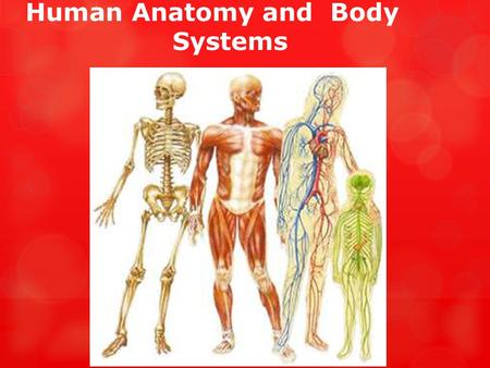 Human Anatomy and Body Systems