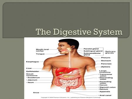  Food must be broken down into nutrients that can be absorbed into the blood and carried to our body  The collection of organs that carry out digestion.