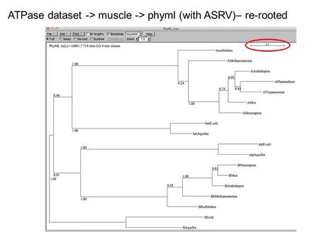 ATPase dataset -> muscle -> phyml (with ASRV)– re-rooted.