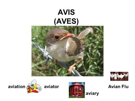 AVIS (AVES) aviationaviatorAvian Flu aviary. CANIS (CANES) canineteeth.