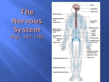 Organs of the nervous system are divided into Central Nervous System (CNS) Central Nervous System (CNS) Peripheral Nervous System (PNS) Peripheral Nervous.