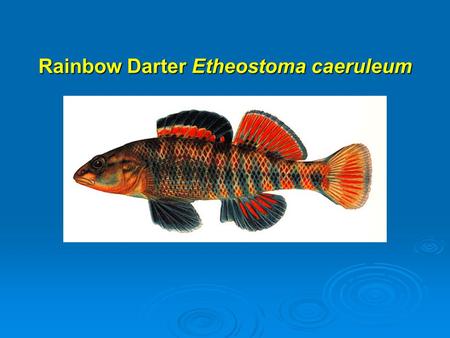 Rainbow Darter Etheostoma caeruleum