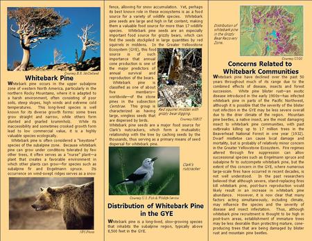 Concerns Related to Whitebark Communities Whitebark Pine Distribution of Whitebark Pine in the GYE W hitebark pine occurs in the upper subalpine zone of.