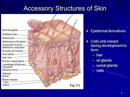 Accessory Structures of Skin