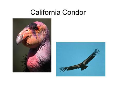 California Condor.