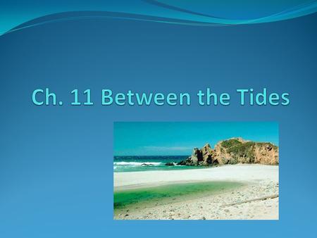 Basics Intertidal zone Between tides Littoral zone Best studied areas Emersion vs. Immersion Few marine places open to air Must give up advantages Habitat.