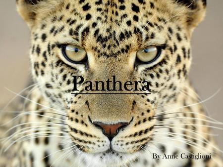 Panthera By Anne Castiglioni. Mission and Vision “Panthera has brought together the world’s leading wild cat experts to direct and implement effective.