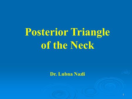 Posterior Triangle of the Neck