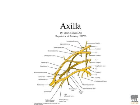 Dr. Sara Soleimani Asl Department of Anatomy, HUMS