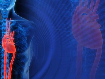 DIVISIONS OR COMPONENTS OF THE CIRCULATORY SYSTEM