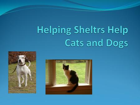 The Facts – Cats and Dogs per Year Entering shelters 6-8 milion Euthanized 3-4 million Adoptiosn 3-4 million Reclaimed by owners 30% of dogs 2%-5% of.