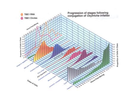 HerrickLab Jon SegerKevin WilliamsTom DoakDavid Witherspoon I. Understanding de novo telomere formation in Oxytricha macronuclear development by analyses.