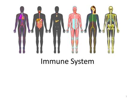 Immune System.