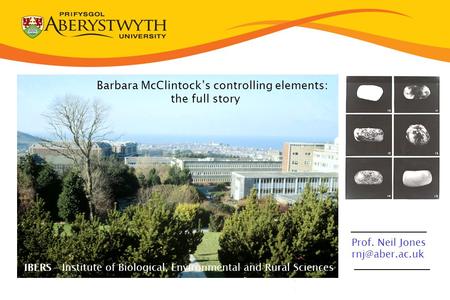 Prof. Neil Jones IBERS - Institute of Biological, Environmental and Rural Sciences Barbara McClintock’s controlling elements: the full story.