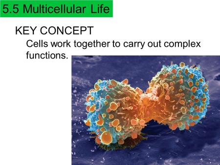 5.5 Multicellular Life KEY CONCEPT Cells work together to carry out complex functions.