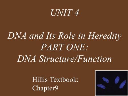 UNIT 4 DNA and Its Role in Heredity PART ONE: DNA Structure/Function