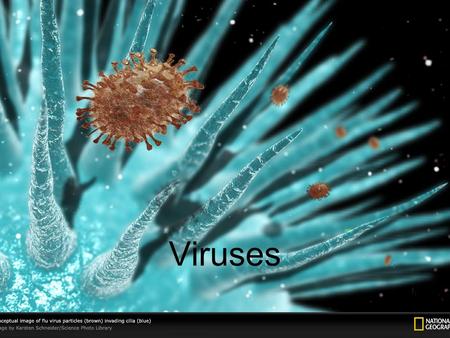 Viruses.