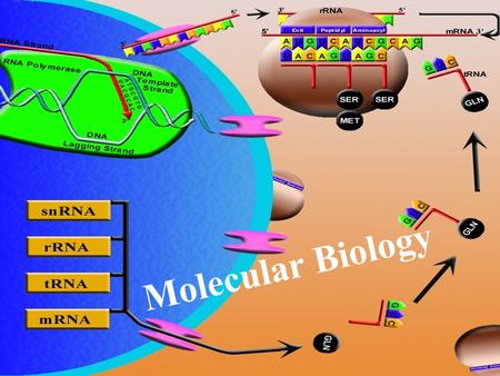 Molecular Biology. I. History:Ground breaking discoveries T.H. Morgan Griffith, Avery and McCleod Hershey and Chase Watson and Crick (refer to your article.