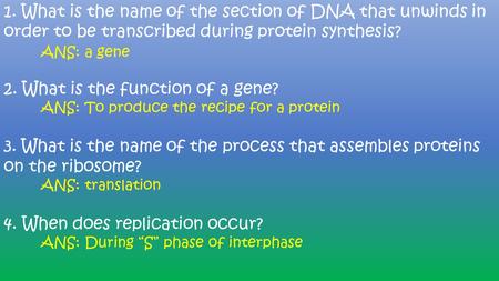 1. What is the name of the section of DNA that unwinds in order to be transcribed during protein synthesis? ANS: a gene 2. What is the function of a gene?