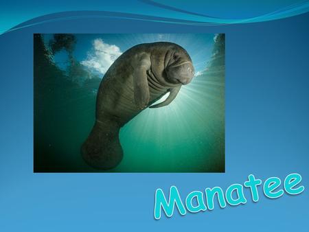 Manatee.