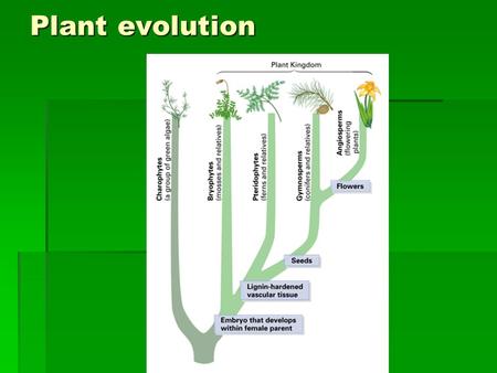 Plant evolution. Plant Classification Based on: 1.Vascular system  Tubes that carry water & nutrients throughout plants 2.Reproductive structures I.Spores.