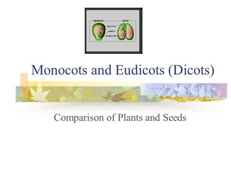 Monocots and Eudicots (Dicots)