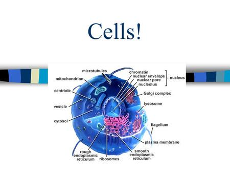 Cells!. Have we always known about cells? No, they are too small to see with just our eyes. First, we needed the invention of the microscope to see things.