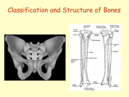 Classification and Structure of Bones. Goals for Today Learn about skeletal support system Learn about the 4 bone groups Learn about bone structure Learn.