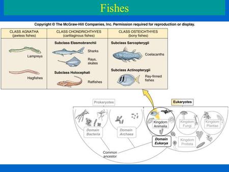 Fishes. Fishes - Biology A.Body Shapes Strongly related to lifestyle.