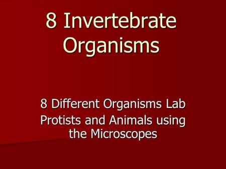 8 Invertebrate Organisms 8 Different Organisms Lab Protists and Animals using the Microscopes.