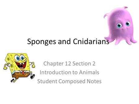 Sponges and Cnidarians