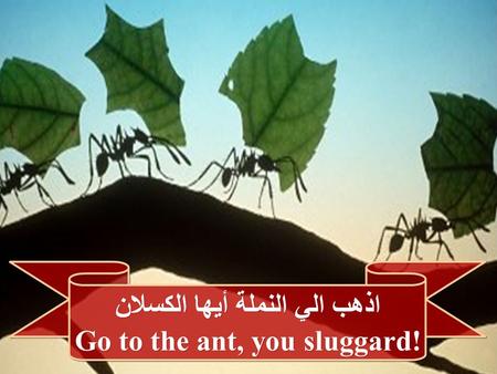 اذهب الي النملة أيها الكسلان Go to the ant, you sluggard! اذهب الي النملة أيها الكسلان Go to the ant, you sluggard!