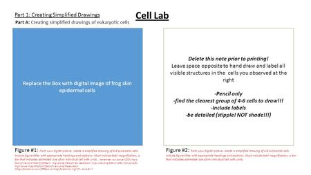 Part 1: Creating Simplified Drawings Replace the Box with digital image of frog skin epidermal cells Figure #1: From your digital picture, create a simplified.