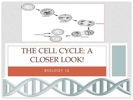 The Cell Cycle: A closer look!