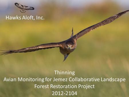 Hawks Aloft, Inc. Thinning Avian Monitoring for Jemez Collaborative Landscape Forest Restoration Project 2012-2104.