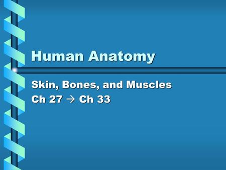 Human Anatomy Skin, Bones, and Muscles Ch 27  Ch 33.