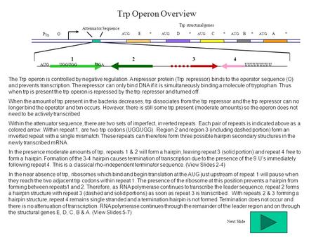 Attenuator Sequence AUG E * AUG D * AUG C * AUG B * AUG A * Trp structural genes P Trp O 1234 AUGUGAUUUUUUUUUUGGUGG The Trp operon is controlled by negative.