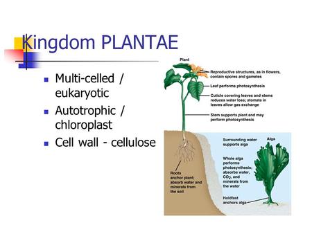 Kingdom PLANTAE Multi-celled / eukaryotic Autotrophic / chloroplast