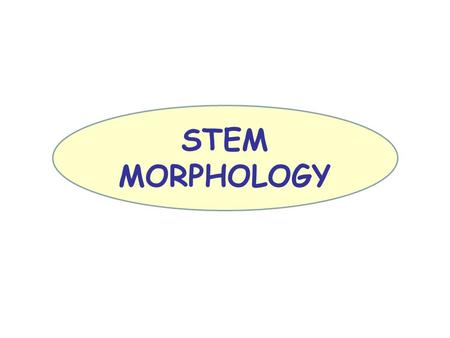 STEM MORPHOLOGY. Shoot tip Leaf scar Young leaf Stipule Lateral vein Leaf margin Pulvinus Petiole (leaf stalk) Leaf base Midrib Adventitious roots Abscission.