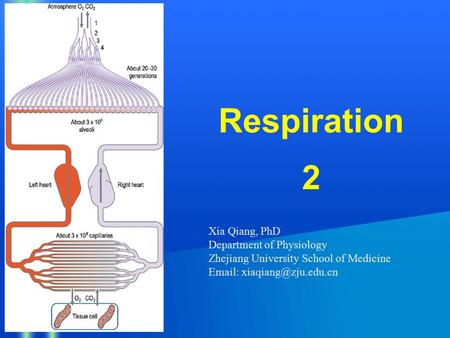 Respiration 2 Xia Qiang, PhD Department of Physiology Zhejiang University School of Medicine