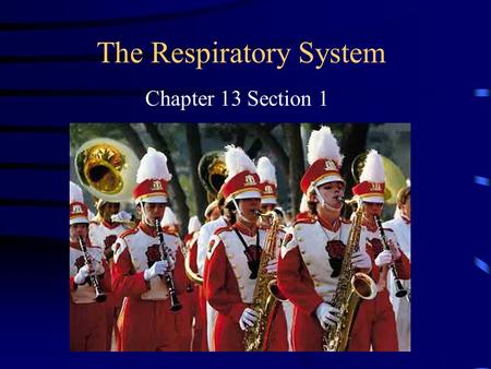 The Respiratory System