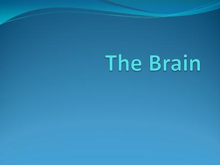 The Brain.