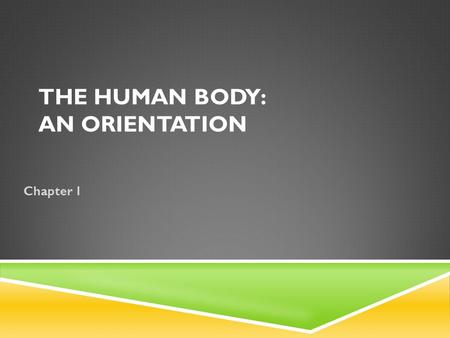 The Human Body: An Orientation