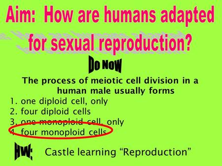 The process of meiotic cell division in a human male usually forms