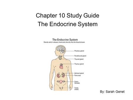 Chapter 10 Study Guide The Endocrine System