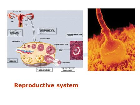 Reproductive system. CASE STUDY A 25-year-old woman with menarche at 13 years and normal menstrual periods until about 1 year ago complains of hot flushes,