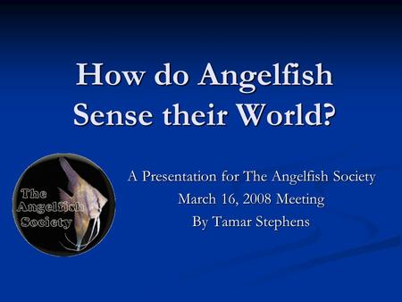 How do Angelfish Sense their World?