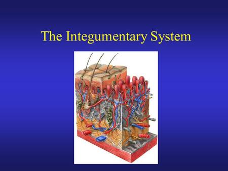 The Integumentary System