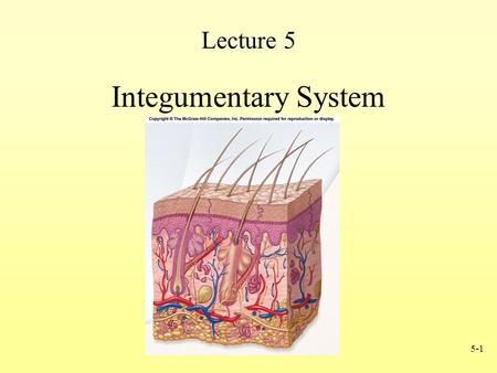 Lecture 5 Integumentary System.